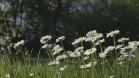 Chamomile grow real time on the field in summer time close up view Stock Footage 88795487