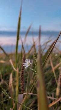 Chamomile growing in the grass Stock Photos