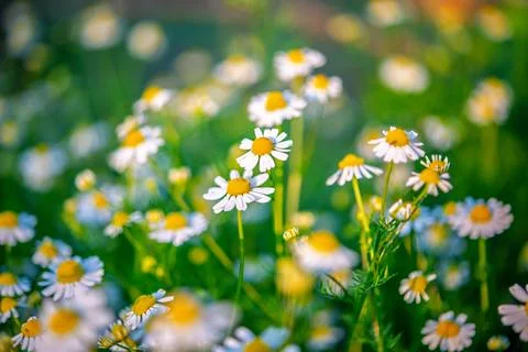 Chamomile growing Stock Photos