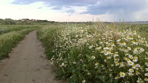 Chamomile grows along the road. Stock Footage 155438286