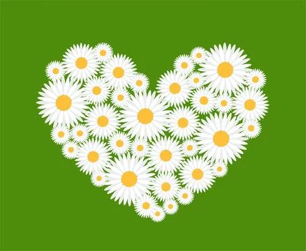 Chamomile heart template. Vector illustration. Stock Illustration