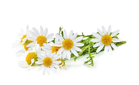 Chamomile herb Stock Photos