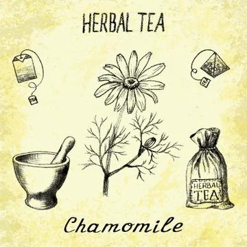Chamomile herbal tea. Set of vector elements on the basis hand pencil drawing Stock Illustration