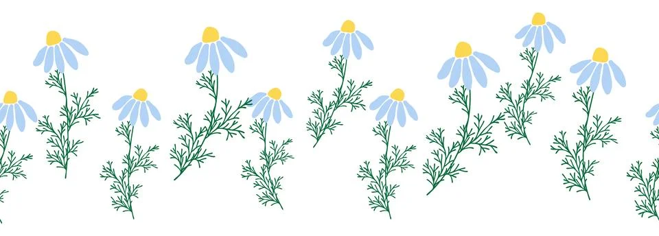 Chamomile horizontal border seamless pattern イラスト素材