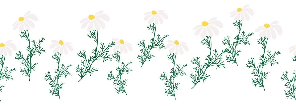 Chamomile horizontal border seamless pattern 스톡 일러스트