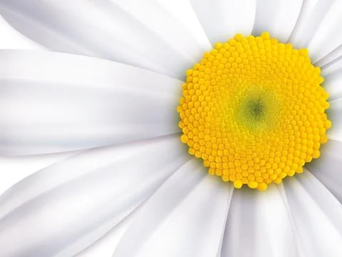 Chamomile Stock Illustration