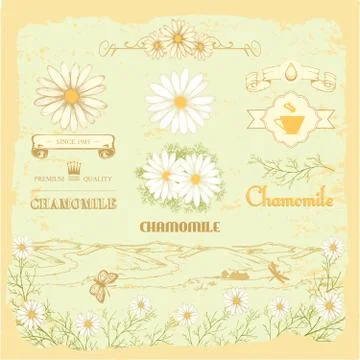 Chamomile Stock Illustration