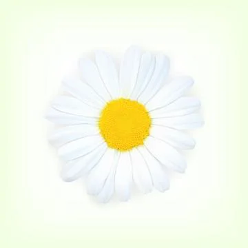 Chamomile Stock Illustration