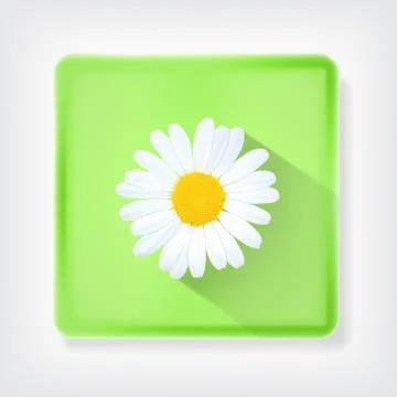 Chamomile Illustrazione stock