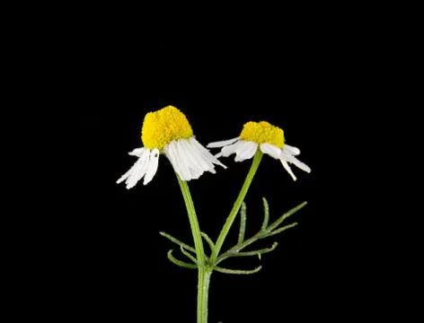 Chamomile isolated on black background Stock Photos