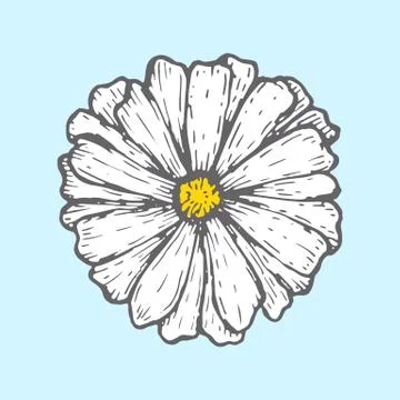 Chamomile isolated on blue background. Simple botanical illustrations. Hand Stock Illustration