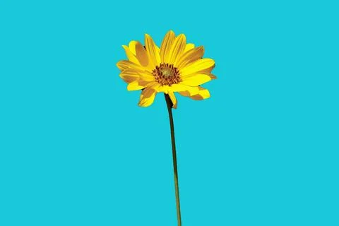 Chamomile isolated flower pattern advertising concept spring season specific  Stock Photos