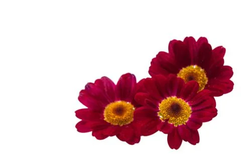 Chamomile isolated Stock Photos