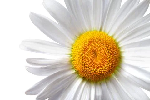 Chamomile isolated on white background Stock Photos
