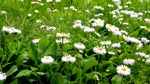 Chamomile large in the field Stock Footage 113949441