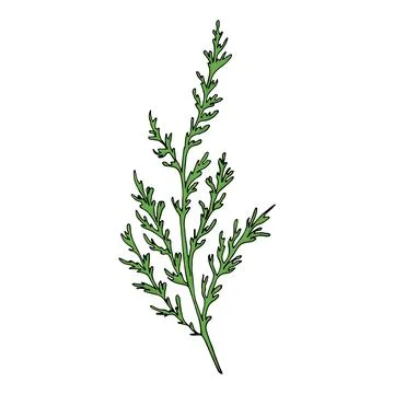 Chamomile leaf Stock Illustration