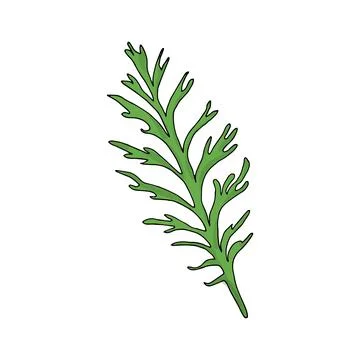 Chamomile leaf Stock Illustration