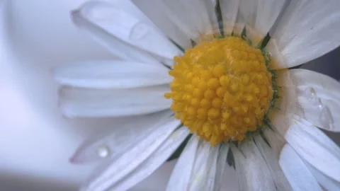 Chamomile Macro Stock Footage 130716604