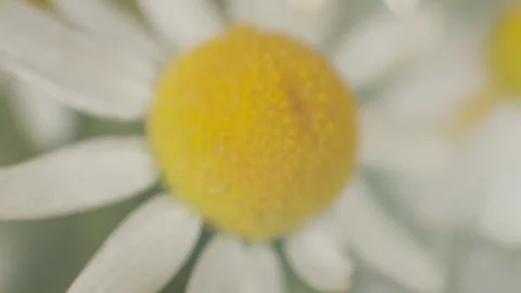 Chamomile macro video, slow motion video Video stock 329093183