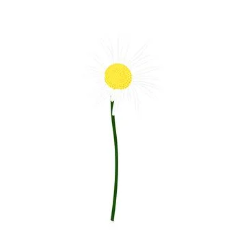 Chamomile Meadow Flower Stock Illustration