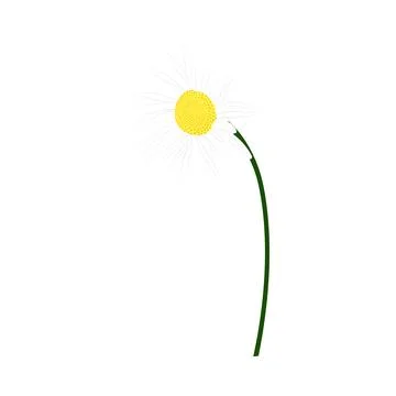 Chamomile Meadow Flower Stock Illustration