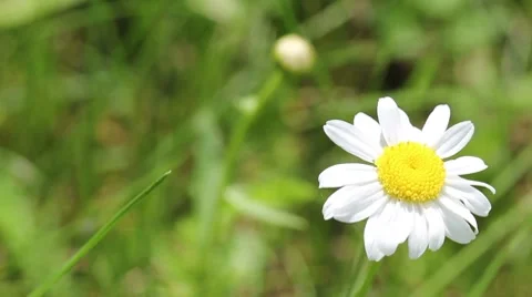 Chamomile in the meadow Stock Footage 8519381
