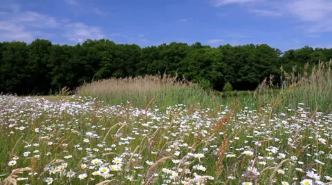 Chamomile on a meadow Stock Footage 51387222