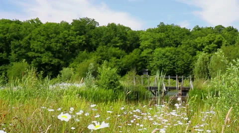 Chamomile on a meadow. Vídeo Stock 51399677