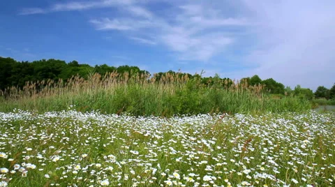 Chamomile on a meadow. Stock Footage 51400708
