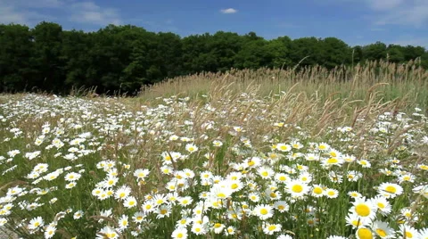 Chamomile on a meadow Stock Footage 51402713