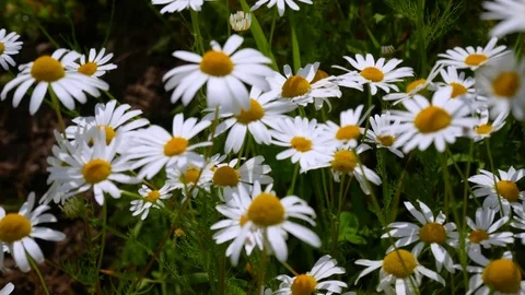 Chamomile meadow Stock Footage 77767062