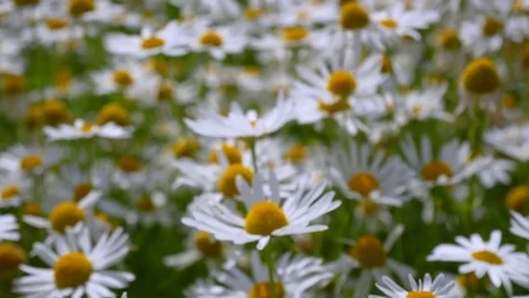 Chamomile meadow Video stock 77767065