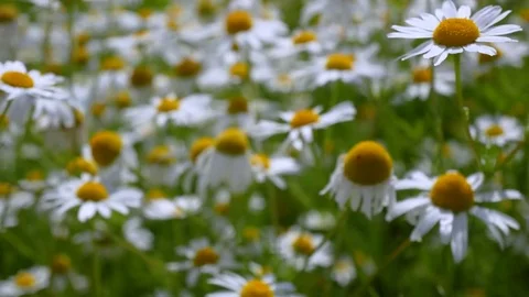 Chamomile meadow Stock Footage 77767084