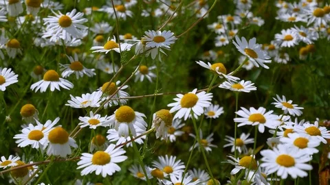 Chamomile meadow Stock Footage 77767090