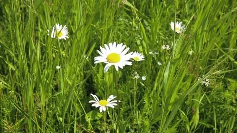 Chamomile in the meadow Stock Footage 138738825