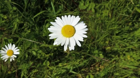 Chamomile in the meadow Stock Footage 139150716