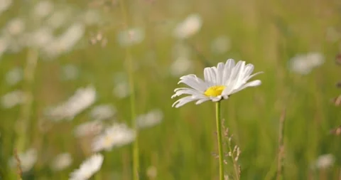 Chamomile in the meadow Stock Footage 249928960