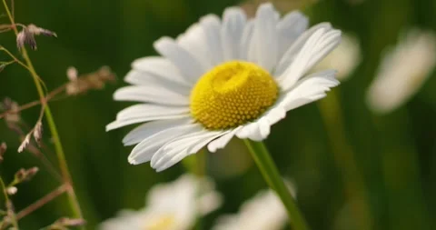 Chamomile in the meadow Stock Footage 249928991