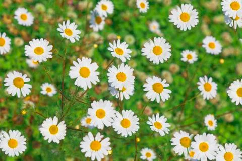 Chamomile  meadow Stock Photos