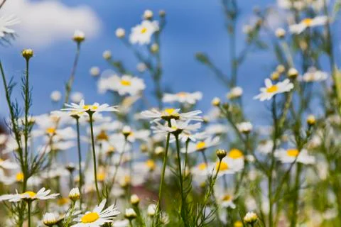 Chamomile  meadow Stock Photos