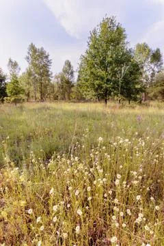 Chamomile in the Meadow 写真素材