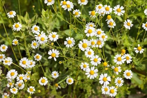 Chamomile in the meadow Free Stock Photos