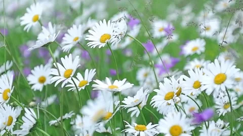 Chamomile meadow in summer. Stock Footage 205003653