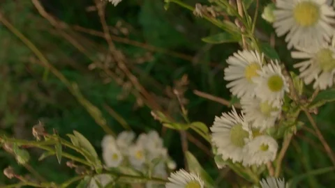 Chamomile in meadow, top shot, slow motion Stock Footage 80752247