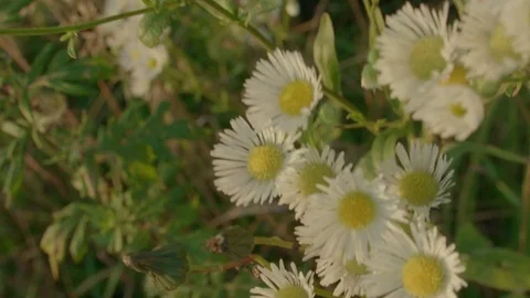 Chamomile in meadow, tracking shot, slow motion Stock Footage 80751555