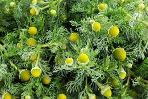 Chamomile medicinal. Stock Photos