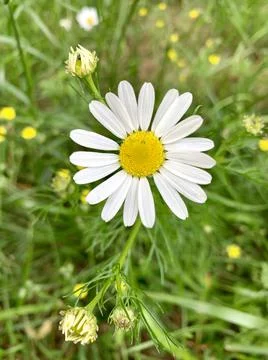 Chamomile micro Foto stock