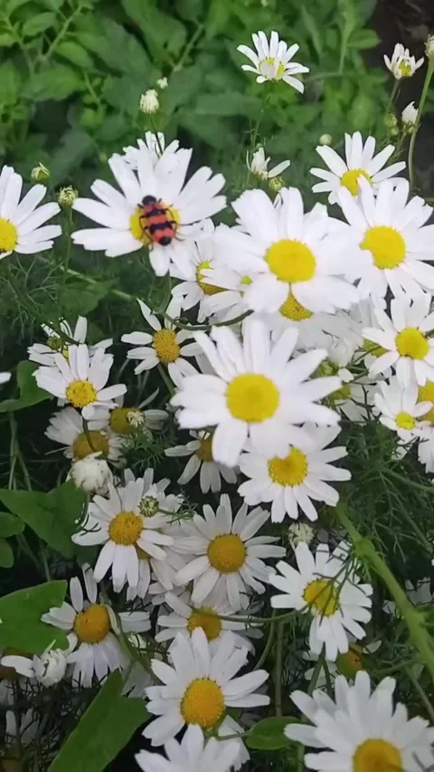 Chamomile morning Stock Footage 312326616