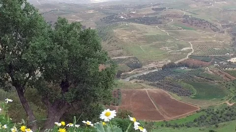 Chamomile on the Mountain Stock-Footage 76975105