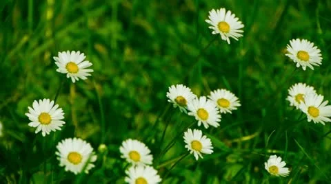 Chamomile moves in the wind Stock Footage 11145606